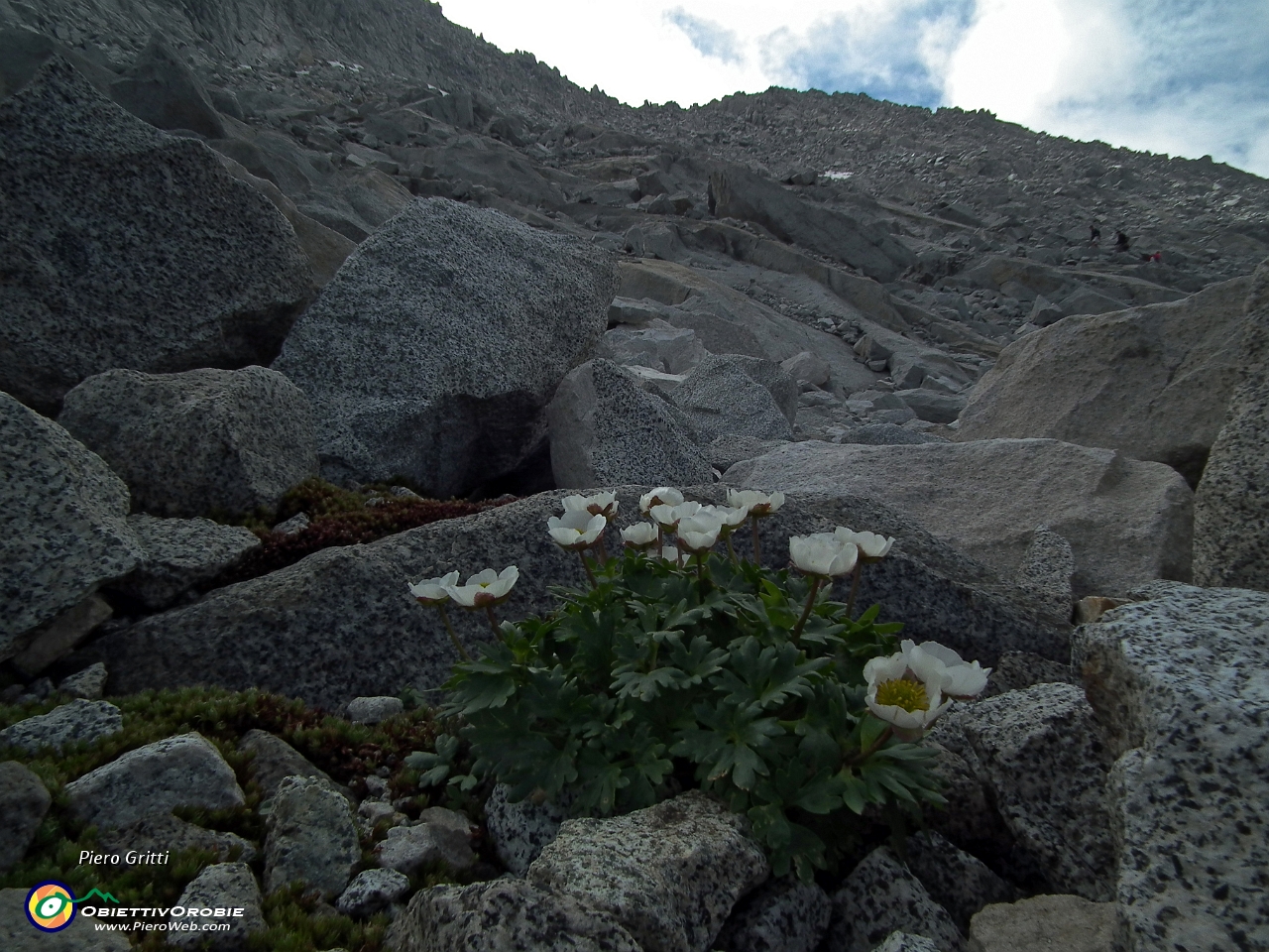 43 Ranuncolo alpestre (Ranunculus alpestris).JPG